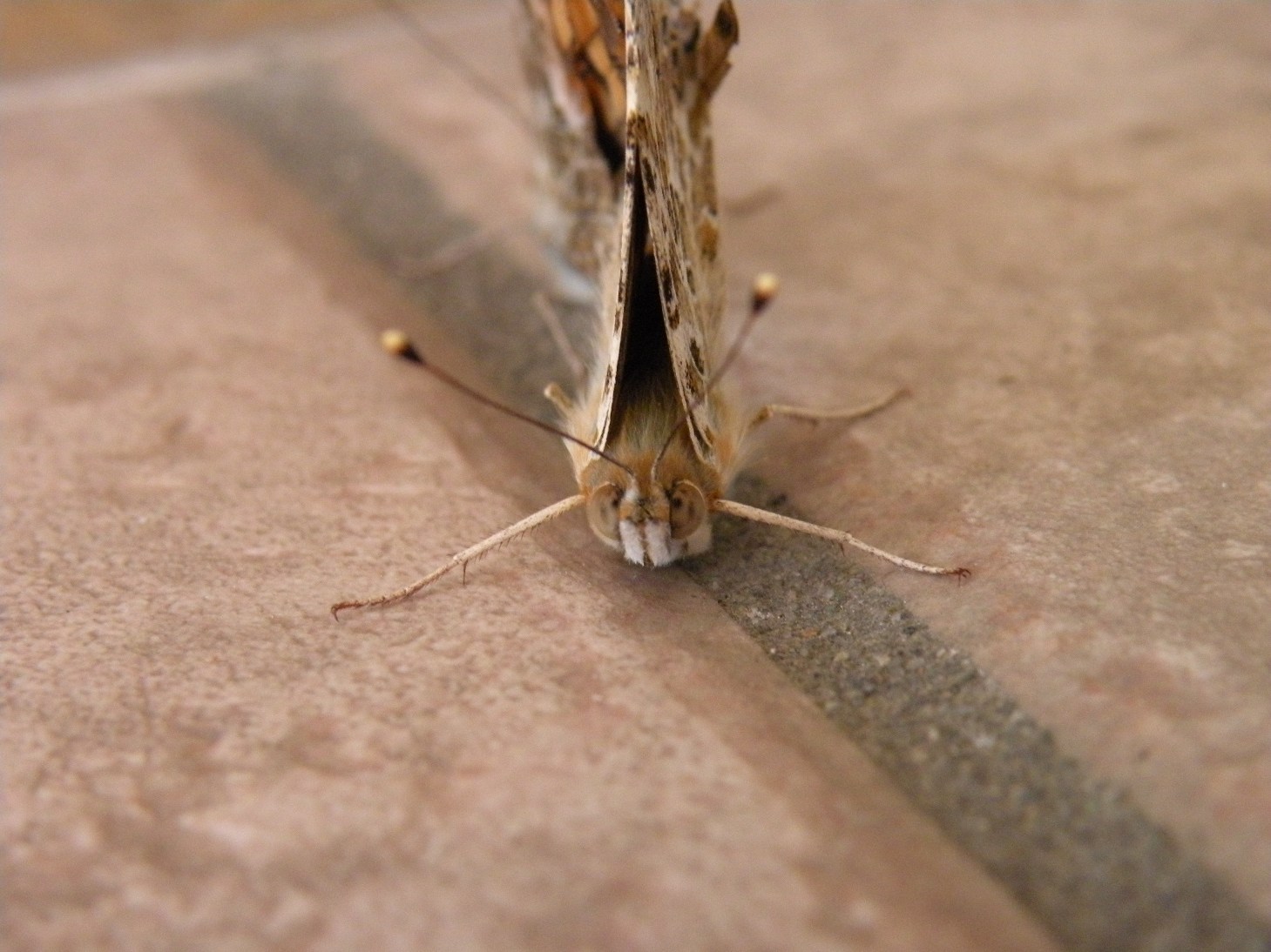 da identificare - Vanessa cardui